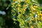 Close up photo of seeds of Duranta erecta or Golden Dewdrop, Crepping Sky Flower