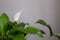 Close up photo with selectiive focus of white spathiphyllum flow