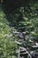 Close up photo with selective focus of small pure forest rill running between grass and cold stones