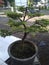 close-up photo of shaved bonsai