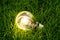 Close up photo of shining lightbulb with nature background as a symbol of reduce energy consumption.