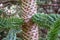 Close up photo showing detail of the trunk, bark and evergreen leaves of the monkey puzzle tree.