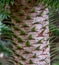 Close up photo showing detail of the trunk, bark and evergreen leaves of the monkey puzzle tree.