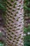 Close up photo showing detail of the trunk, bark and evergreen leaves of the monkey puzzle tree.