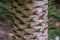 Close up photo showing detail of the trunk, bark and evergreen leaves of the monkey puzzle tree.