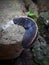 close-up photo of a slug(Laevicaulis alte), or the tropical leatherleaf.