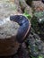 close-up photo of a slug(Laevicaulis alte), or the tropical leatherleaf.