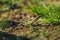 Close up photo of small brown - green camouflage lizard in the grass resting on ground soil on sunny day. Small European lizard