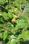 Close up photo of small growing pears on the green leaves