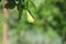 Close up photo of small growing pears on the green leaves