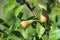 Close up photo of small growing pears on the green leaves