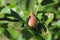 Close up photo of small growing pears on the green leaves