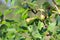 Close up photo of small growing pears on the green leaves