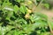 Close up photo of small growing pears on the green leaves of a tree