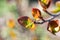 Close up photo of small red colored leaves of aronia or black chokeberry bush berry tree