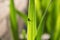 Close-up photo of a small spider sitting on a green plant