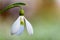 Close up photo of a snowdrop