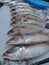 Close up photo of some fresh Mackerel fishes or Ikan Kembung at the groceries stores.
