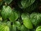 close up photo of some green betel leaves