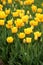 Close up photo of some yellow tulips in a garden