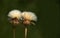 A close-up photo of sonchus asper