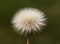 A close-up photo of sonchus asper