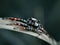 close-up photo of spider on a strand of dark background