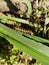 Close-up photo of spiny caterpillar on a leaf, in the morning