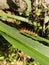 Close-up photo of spiny caterpillar on a leaf, in the morning