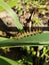 Close-up photo of spiny caterpillar on a leaf, in the morning