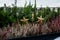 Close up photo of spruce hedge being decorated with golden stars and pleasant heather flowers