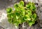 Close up photo of succulent on rocks. Green plant on stones