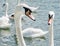 Close up photo of Swans â€“ Cygnus, birds scene