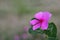 close up photo of Tapak Dara flowers with a bokeh background.