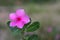 close up photo of Tapak Dara flowers with a bokeh background.