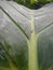 A close-up photo of taro leaves, focused on the midpoint of the leaf, a photo taken in the garden