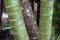 Close up photo of three quite old bamboo trees - two are green, fresh, one is older and brown, Bali Indonesia, Denpasar