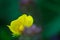 Close-up photo of tiny pretty yellow buttercup wild flower Ranunculus in green lush summer meadow in Vaud, Switzerland