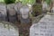 Close up photo of tombstone at the historic Jewish cemetery at Brady Street, Whitechapel, East London. Photo shows lyre or harp