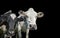 A close up photo of two Cows isolated on a black background