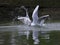 Close-up photo of two gulls fighting for fish.