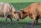 A close up photo of two Highland Cows