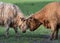 A close up photo of two Highland Cows