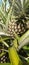 close-up photo of unripe pineapple