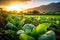 Close-up photo of vegetable sprouts, sunrise sunset farm landscape, green field, soil health, regenerative agriculture. Generative
