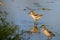 Close-up photo of very young rare wader with a long thin beak curved upwards.