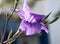 Close up photo of a violent flower plant.