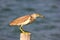 Close up photo of wading bird Chinese Pond Heron Ardeola bacchus