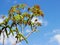 Close-up photo of walnut tree blossoms and shoots