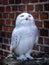 Close-up photo of a white adult snowy owl (polar owl, Bubo scandiacus).